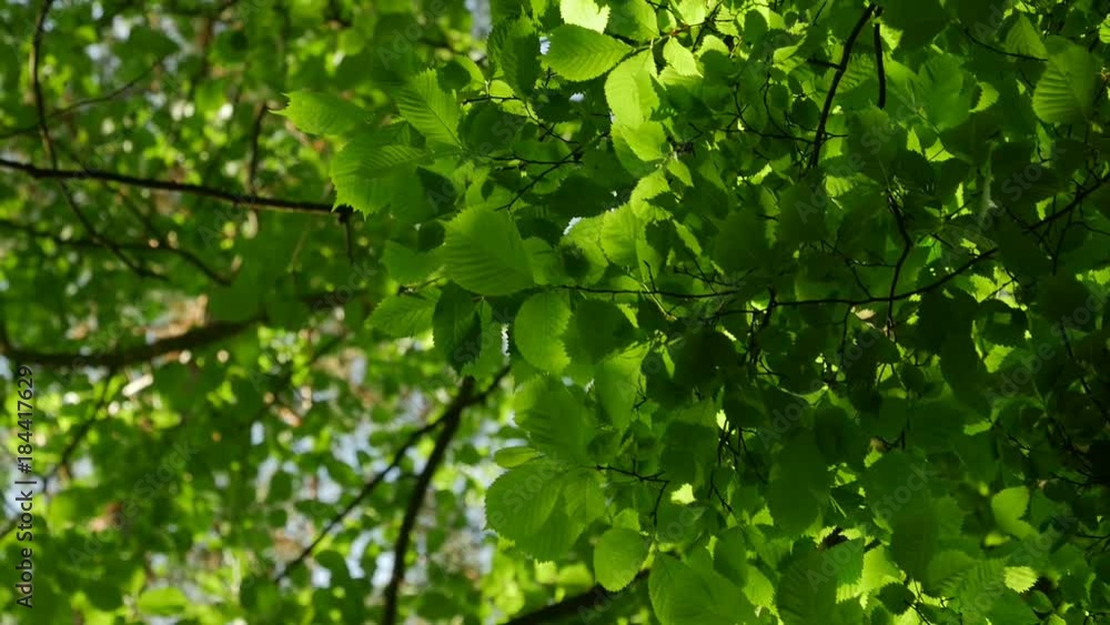 Sunlight makes its way through the leaves of the trees. Solar glare in a dense forest in the spring. Tree with green Leaves and sunlight. Bottom view. Zoom Sunlight makes its way through the leaves of the trees. Solar glare in a dense forest in the spring. Tree with green Leaves and sunlight. Bottom view. Zoom