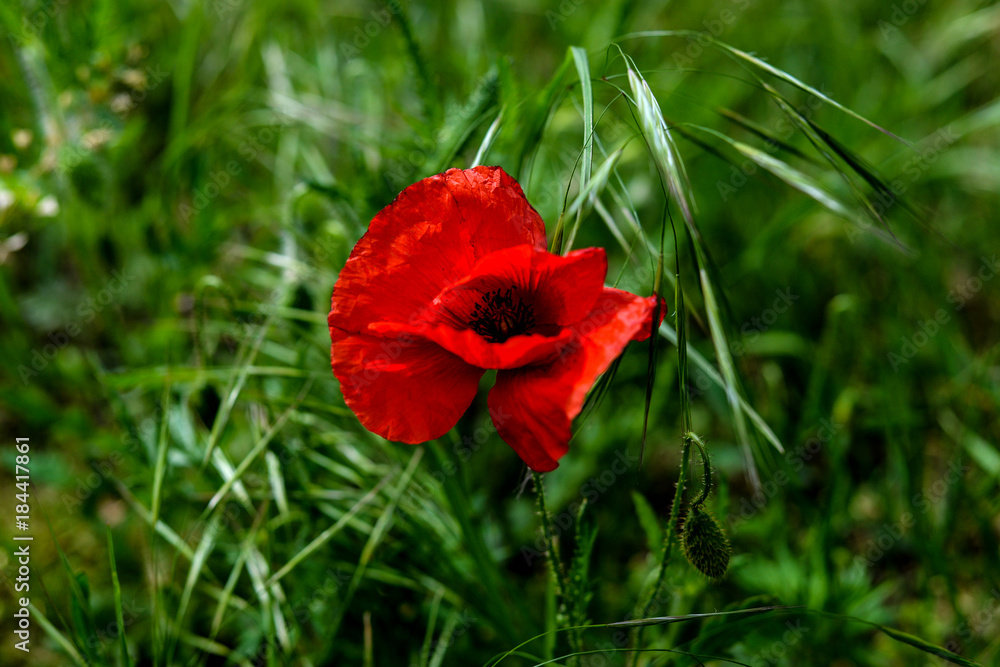 Fototapeta premium Poppy