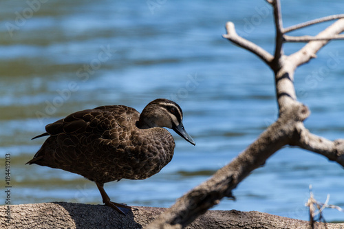 Pacific Black Duck