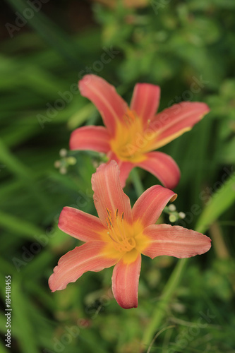 Feuerlilie Blüten, Lilium bulbiferum