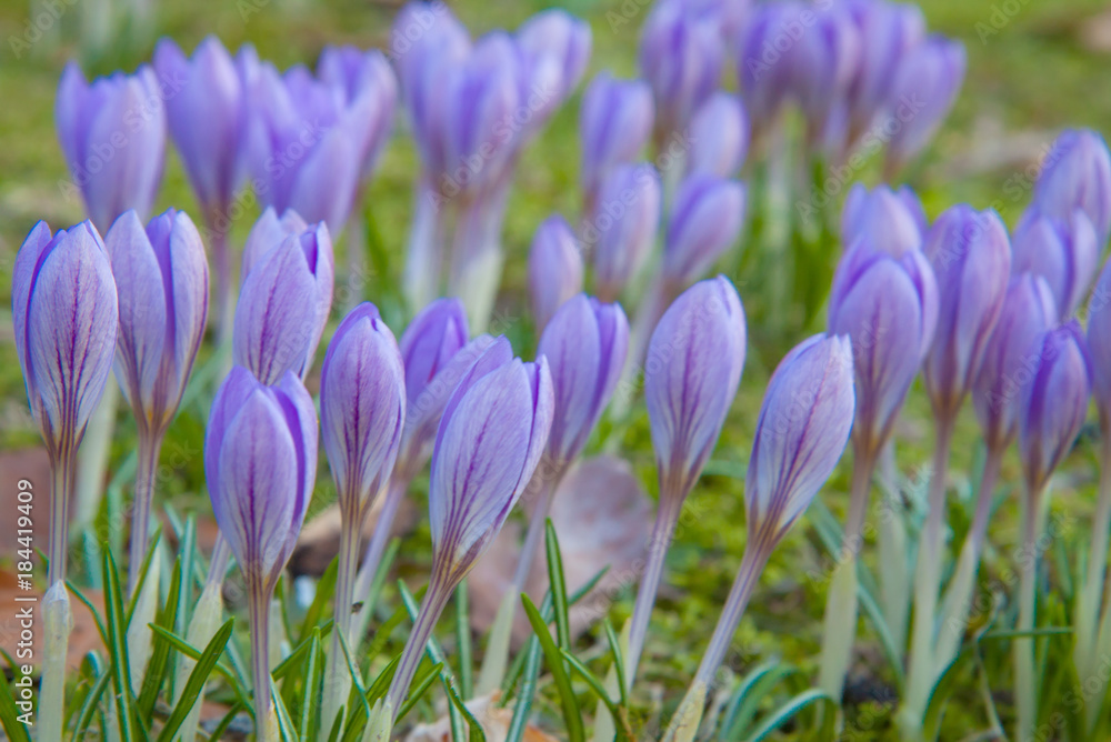 Blooming purple crocuses Blooming purple crocuses