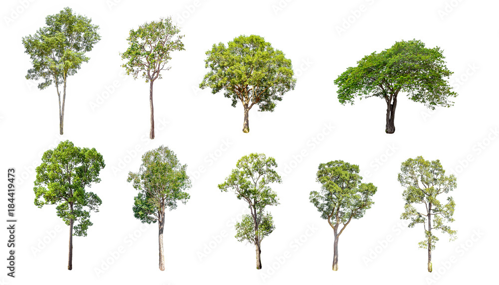 Fototapeta premium Isolated trees on white background , The collection of trees.beatiful autumnal colors