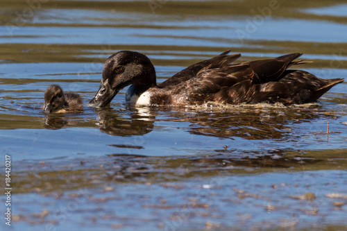 Pacific Black Duck