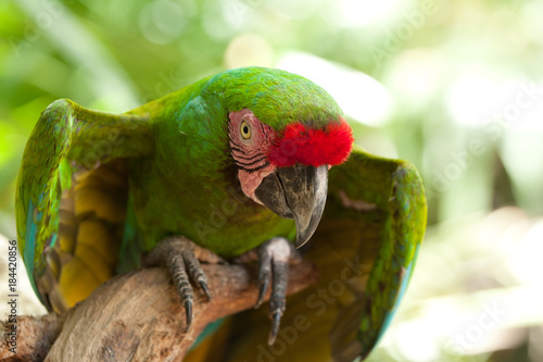 Portrait of Ara parrot