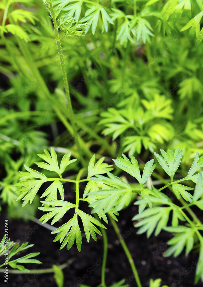 Naklejka premium Parsley foliage
