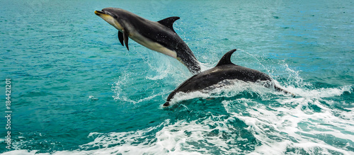 Dolphins playing at Bay of Islands New Zealand