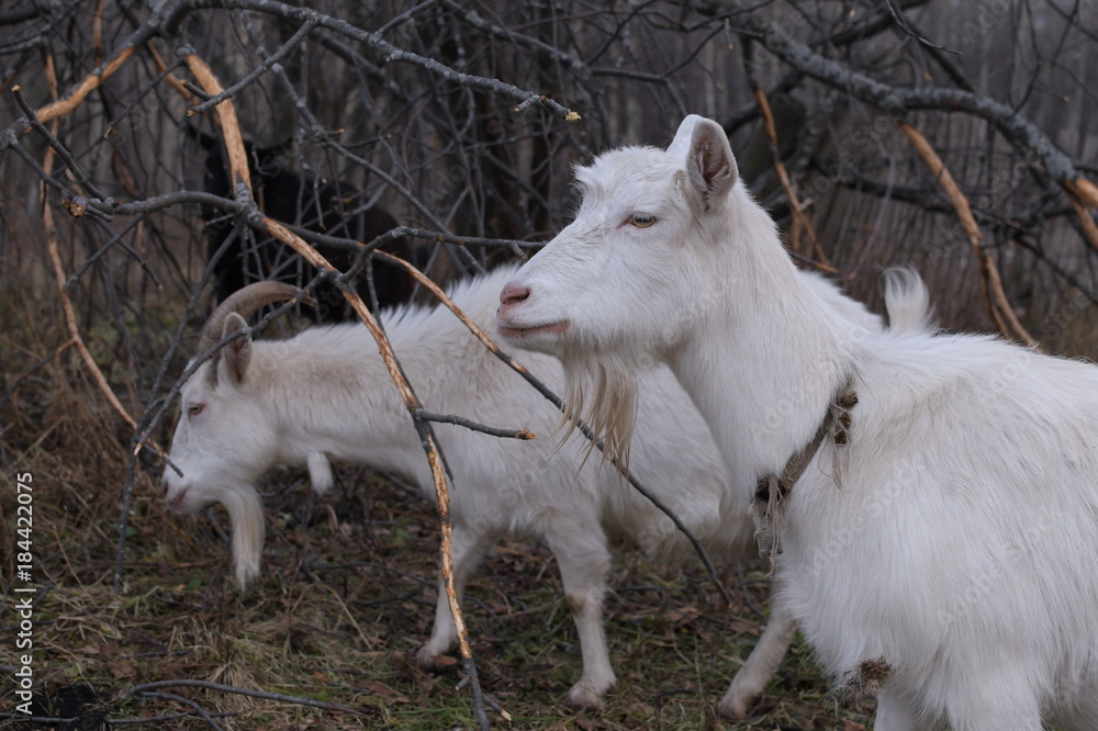 Fototapeta premium Head shot of white female goat with horns standing in paddock on farm