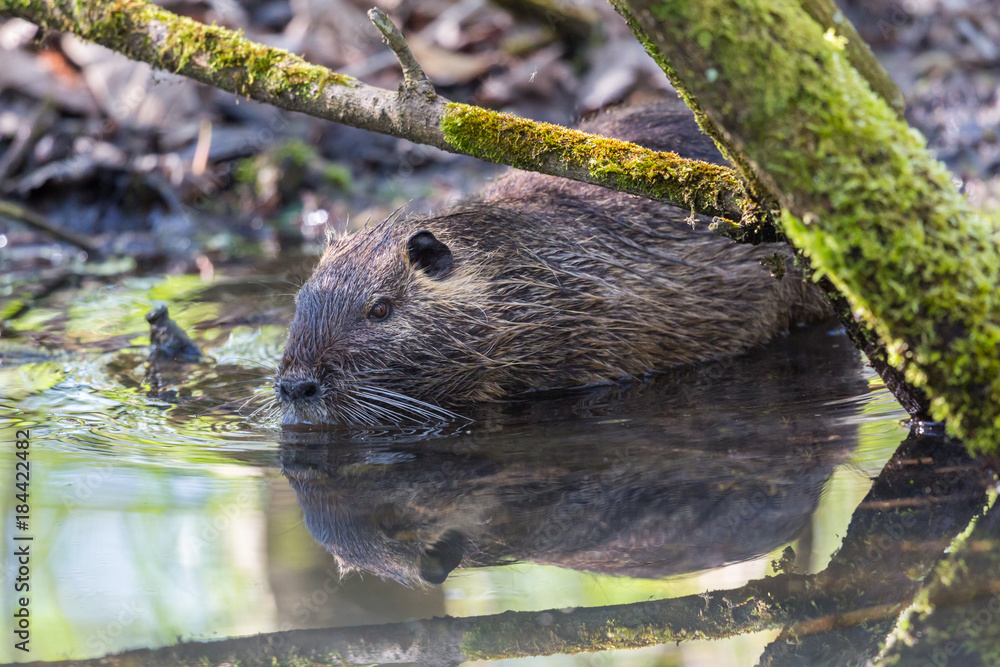 one nutria coypu (myocastor coypus) swimming in water covert one nutria coypu (myocastor coypus) swimming in water covert