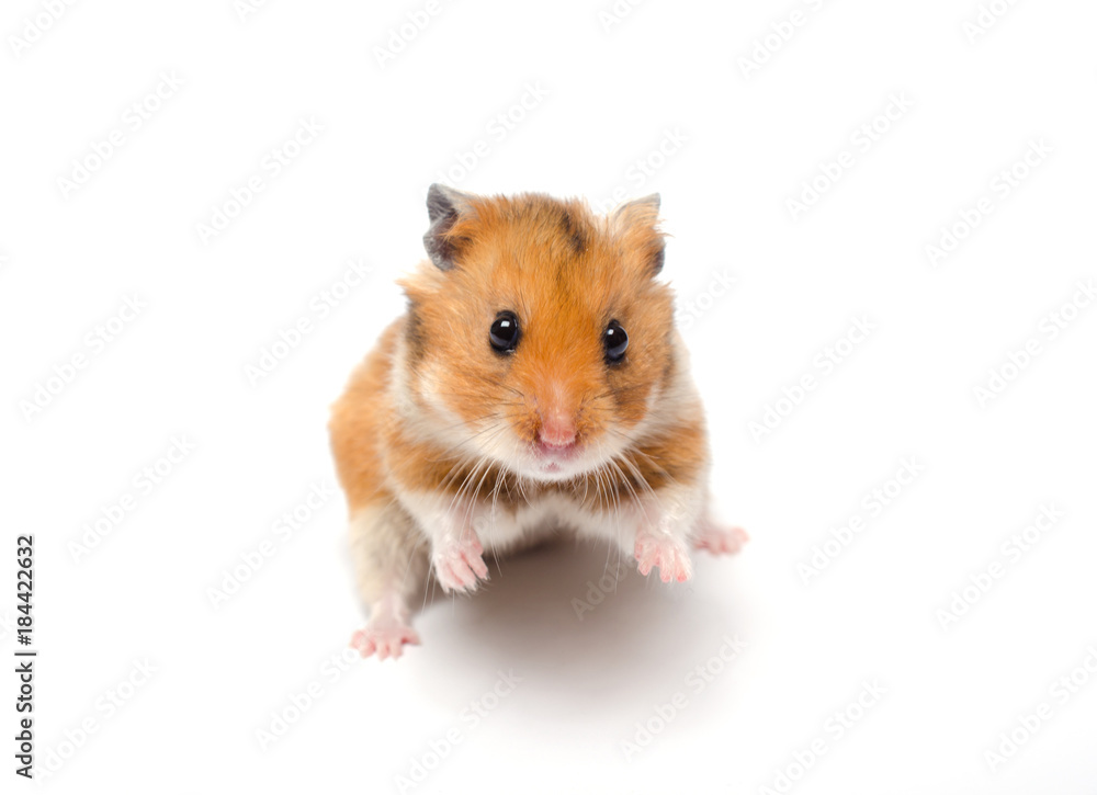 Cute funny Syrian hamster in a funny pose (isolated on white), selective  focus on the hamster eyes Stock Photo | Adobe Stock