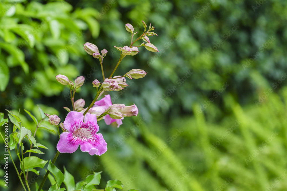 Beautiful Mansoa alliacea or garlic vine in the garden Beautiful Mansoa alliacea or garlic vine in the garden