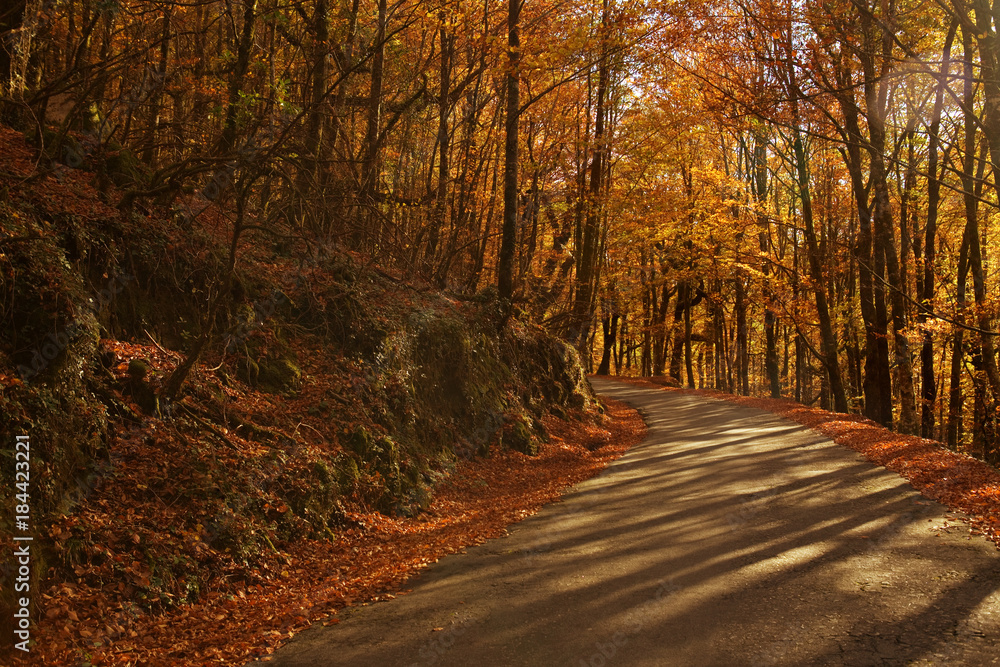 Fototapeta premium Autumn