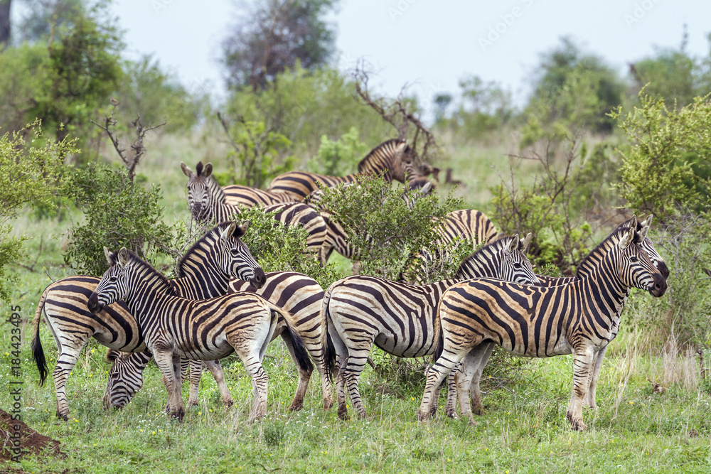 Fototapeta premium Plains zebra in Kruger National park, South Africa