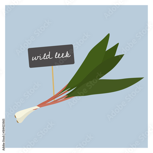 Vector Vegetable - Wild leek