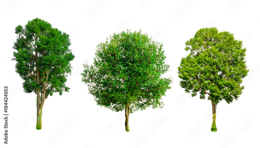 Isolated trees on white background , The collection of trees.beatiful autumnal colors Isolated trees on white background , The collection of trees.beatiful autumnal colors