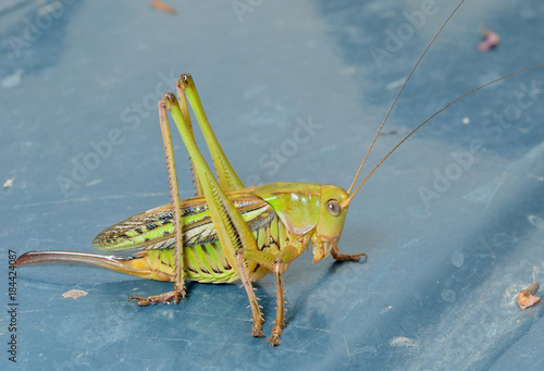 Doe of grasshopper 6