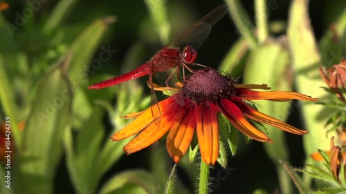 Dragonflies are very ancient insects.Slipping from flower to flower.Decorative yellow flower, insect lures. Hops and shows themselves in all its glory. Insects pollinate plants.