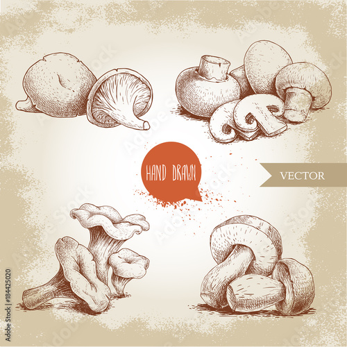 Hand drawn sketch style mushrooms compositions set. Champignon with cuts, oysters, chanterelles and porcini mushrooms. Organic eco raw food vector illustrations.
