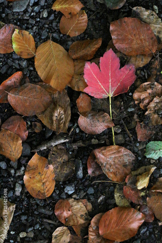 feuille d'automne