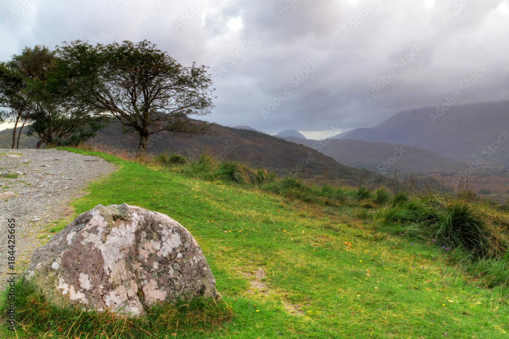 Tree in irish mountains, Co. Kerry