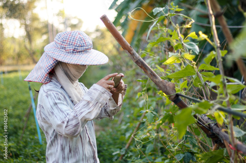 Farmer using mobile phone smartphone to shooting photo of plant in nature farm