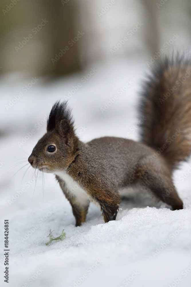 Red squirrel closeup in winter