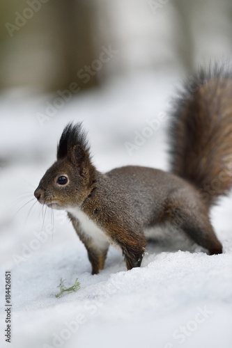 Red squirrel closeup in winter © Erik Mandre