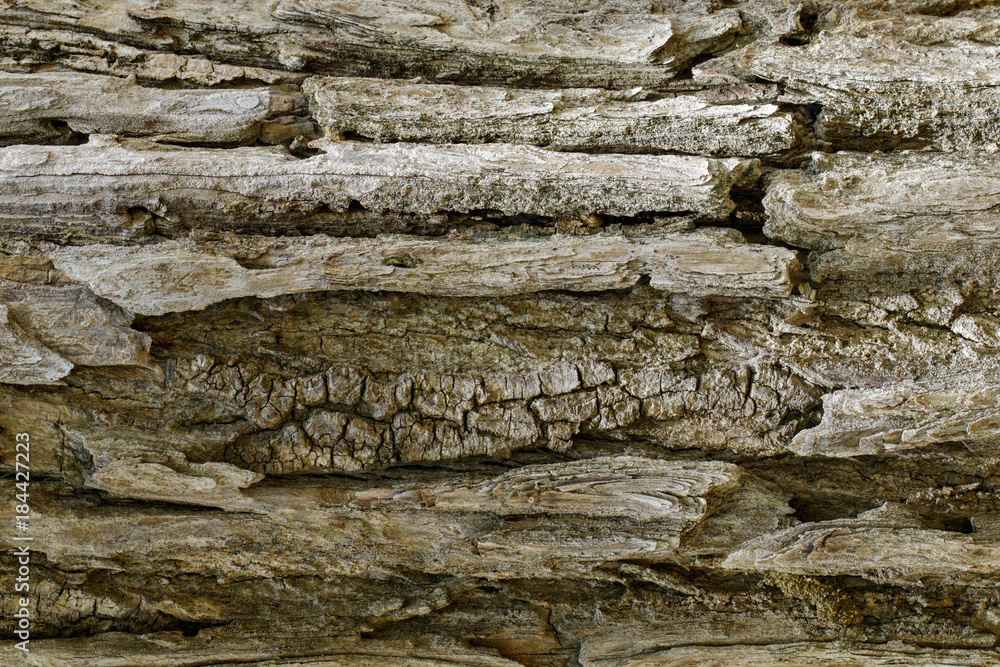 Wood texture with natural patterns, Background old panels, The bark of the tree. Wood texture with natural patterns, Background old panels, The bark of the tree.