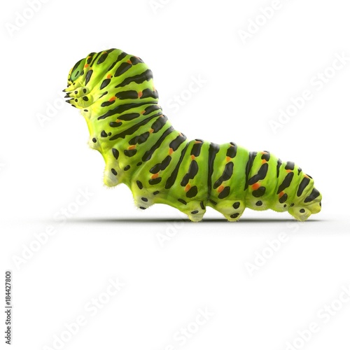 caterpillar Papilio xuthus. Isolated on white. 3D illustration photo