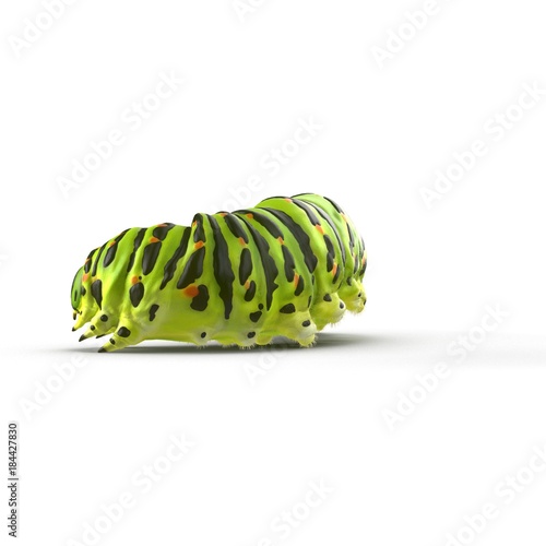 Swallowtail caterpillar or Papilio Machaon on a white. 3D illustration