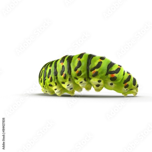 Swallowtail caterpillar or Papilio Machaon on a white. 3D illustration