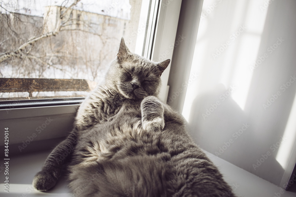 Portrait of a cat lying near the window vintage filter