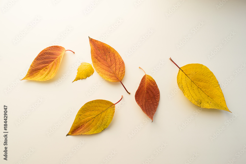 Yellow red autumn leaves on a white background Yellow red autumn leaves on a white background