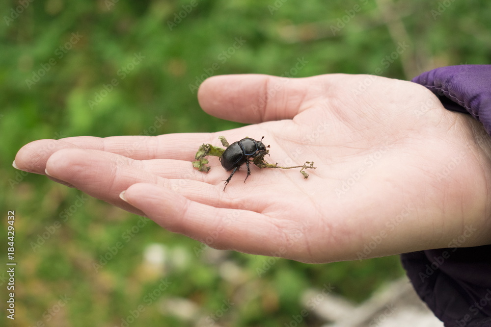 Large black beetle in the hand