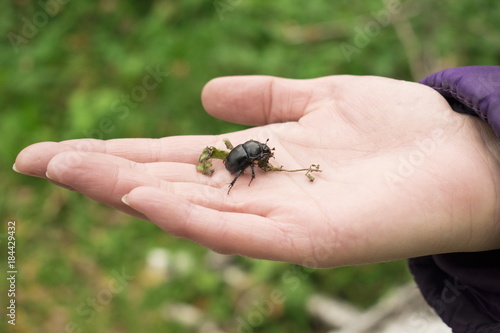 Large black beetle in the hand © fizke7
