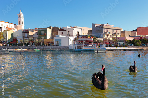 Lesina lagoon with black swan, Foggia, Apulia, italy photo