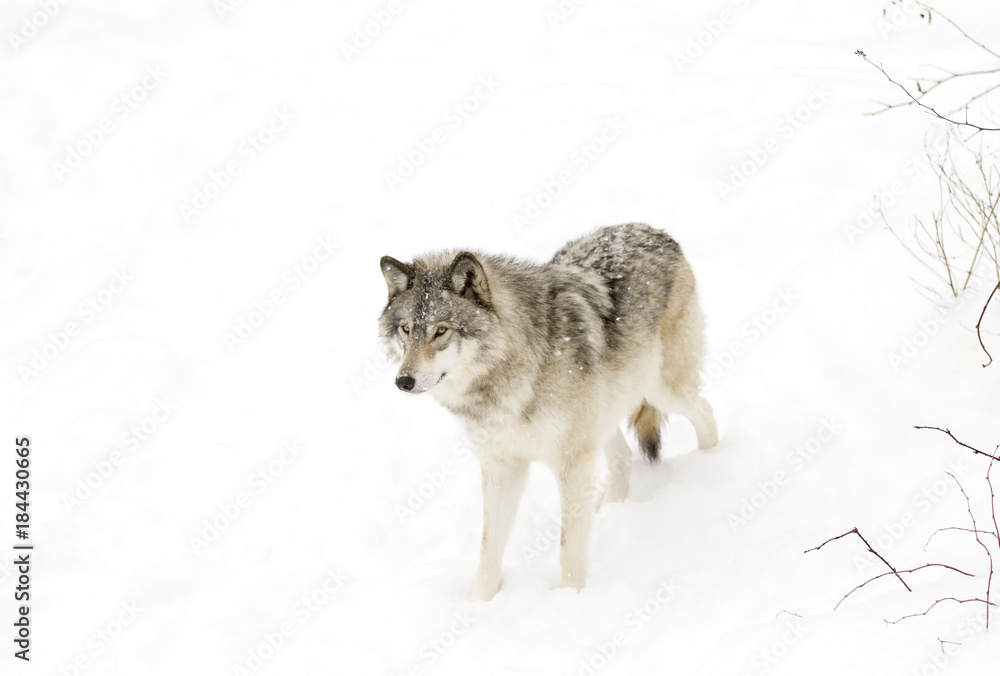 Naklejka premium Timber wolf or Grey Wolf (Canis lupus) isolated on a white background walking in the winter snow in Canada