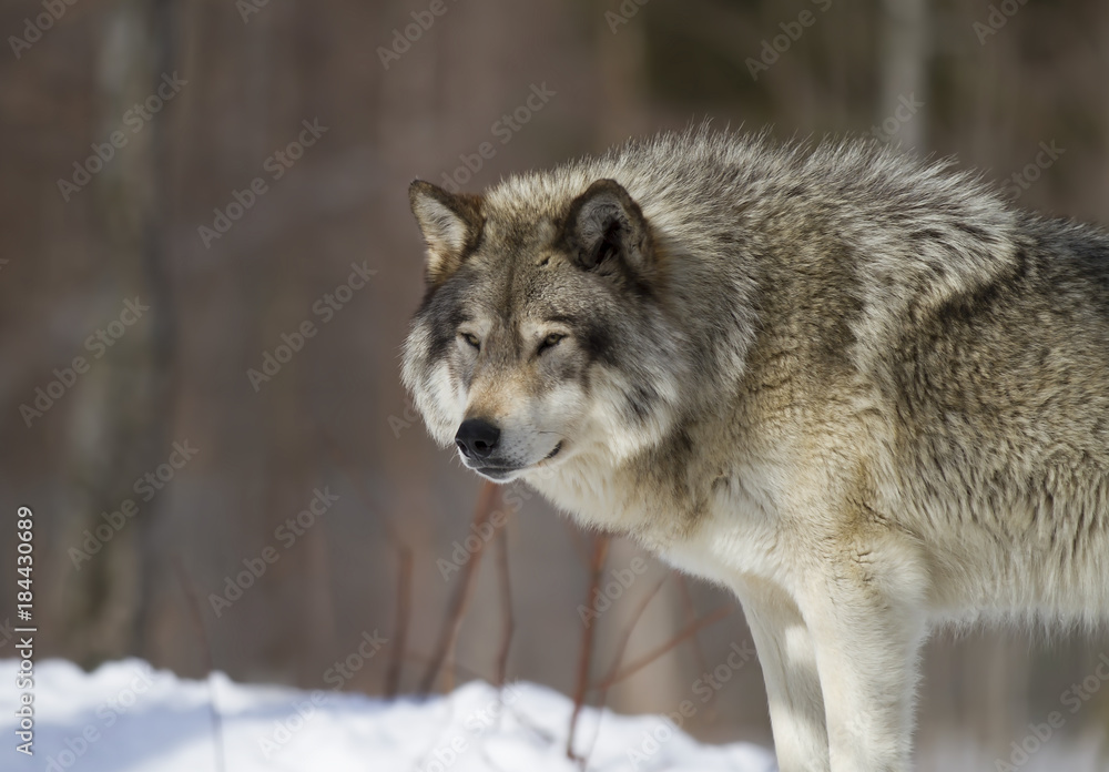 Timber wolf or Grey Wolf (Canis lupus) closeup standing in the winter snow in Canada