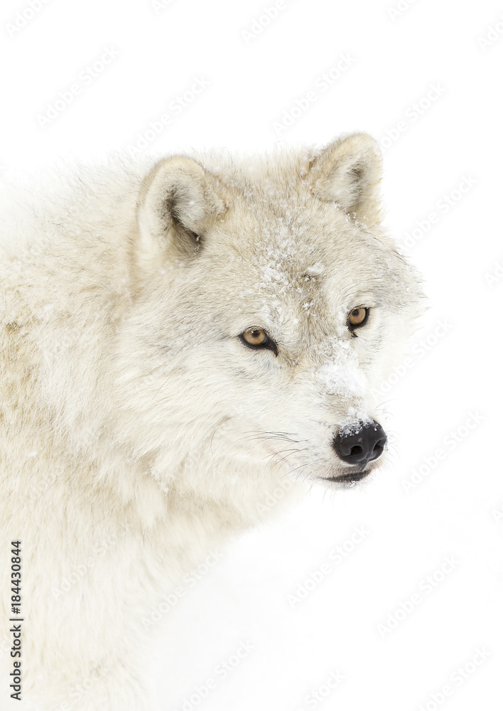 Arctic wolf (Canis lupus arctos) isolated against a white background closeup in the winter snow