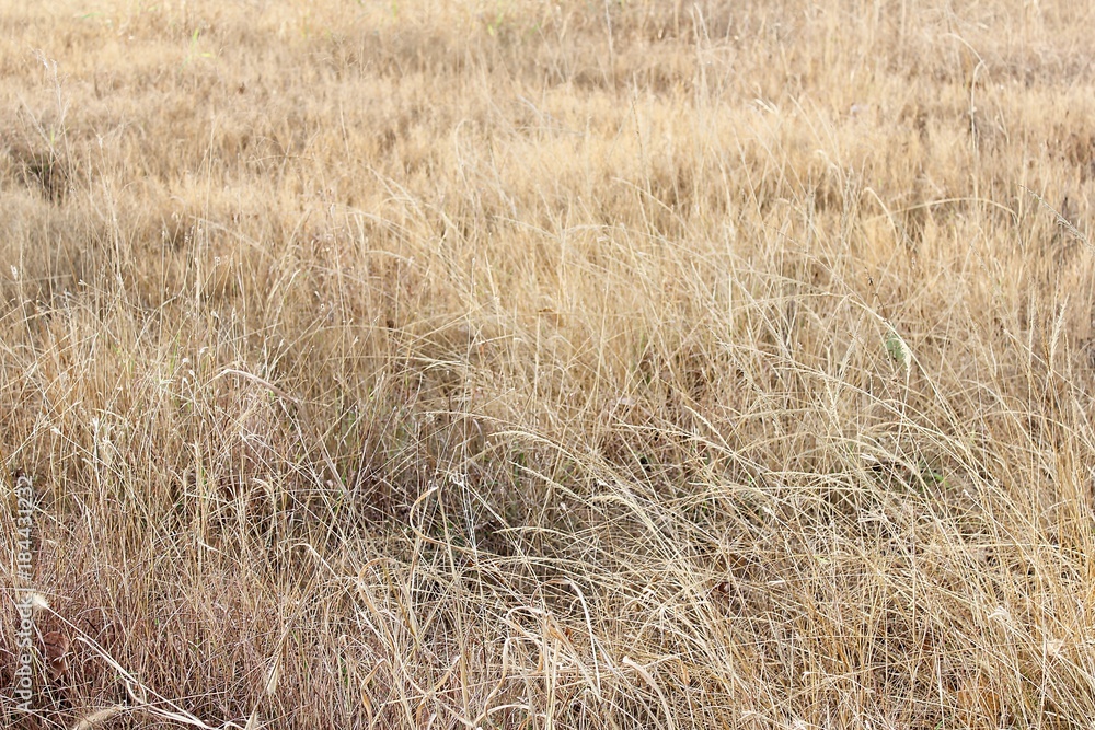 Background image Dry meadow during fall season. Background image Dry meadow during fall season.