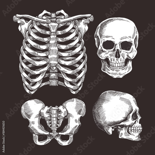 Human skeleton sketch set. Rib cage, skull. Vector illustration