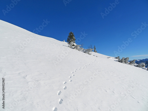 Spuren im Schnee © Siegfried