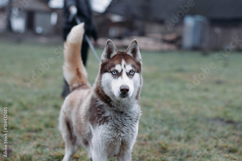 playful husky on a walk