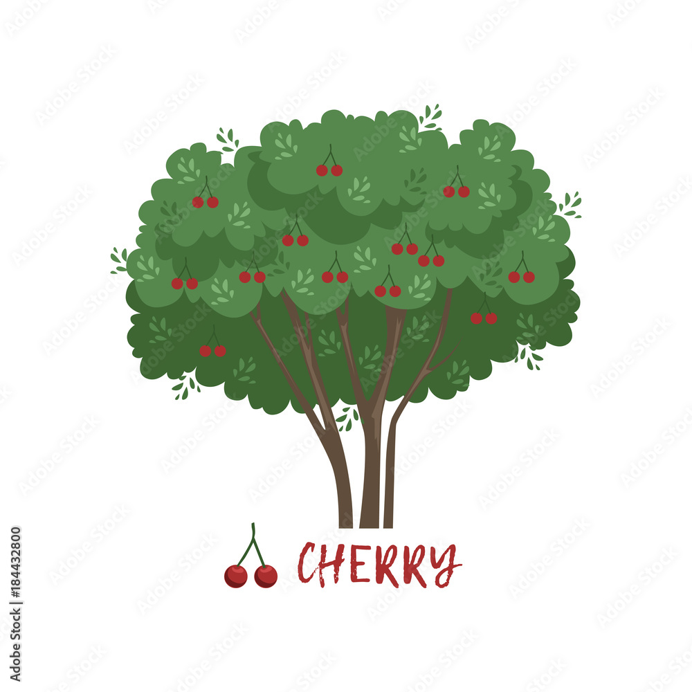 Cherry garden berry bush with name vector Illustration