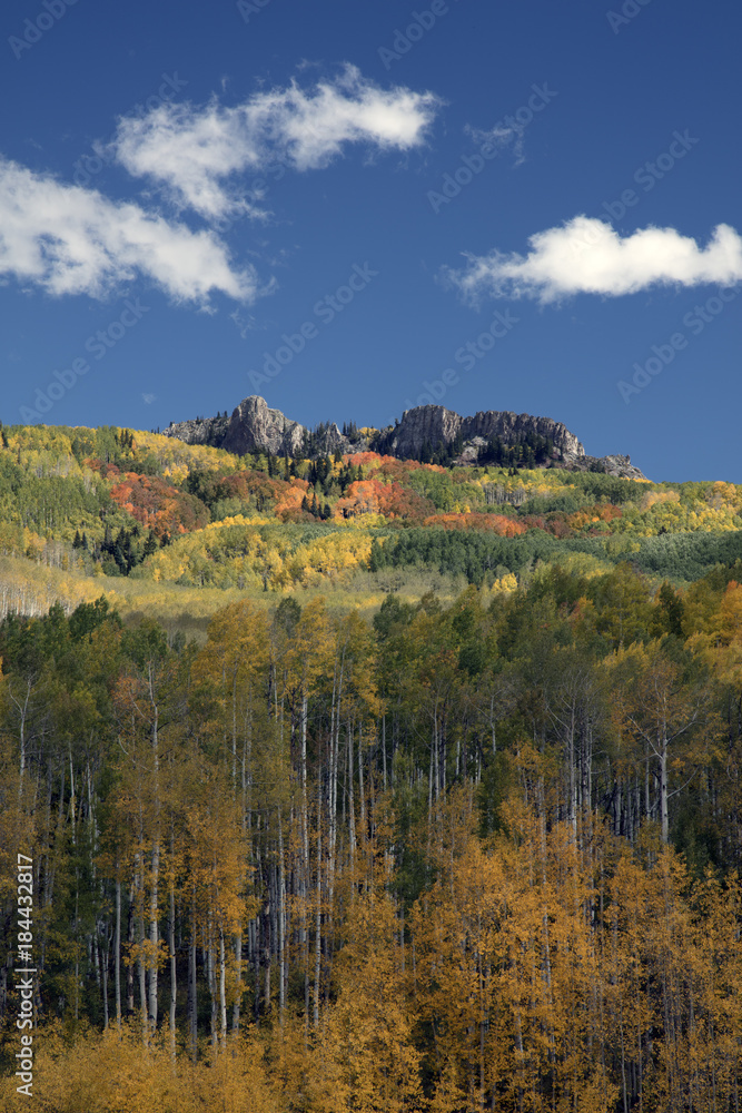Autumn Fall color of the Aspens in Kebler Pass Colorado America. Foliage of the aspen tress turn from green to yellow and orange