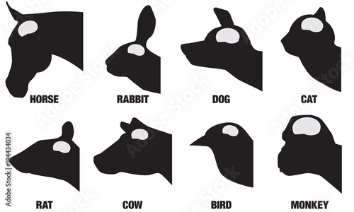 A chart showing the comparative size of eight different animal brains