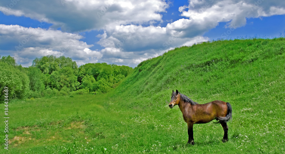 Horse in meadow on the pasture Spring scenes Horse in meadow on the pasture Spring scenes