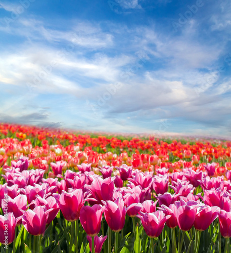 Panorama Tulip field blossom on a spring sunny day