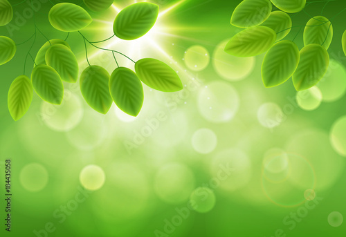 frame of beautiful green young leave branch on blur background