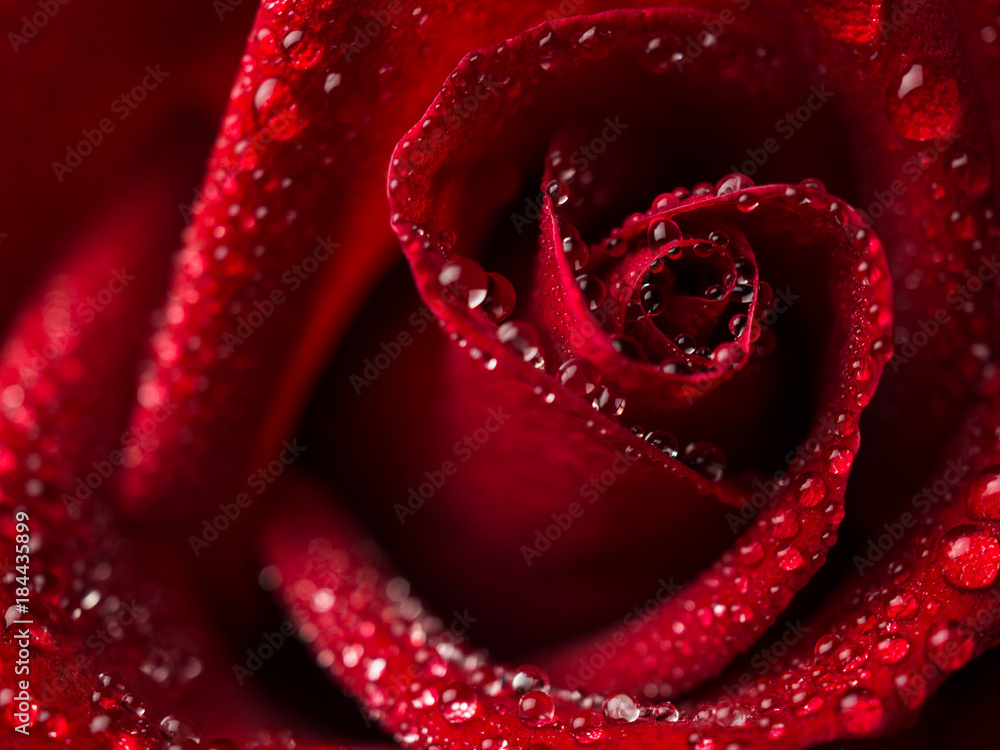 Close-up image of droplets on beautiful blooming red rose flower, Selective focus and shallow DOF, Valentine day concept Close-up image of droplets on beautiful blooming red rose flower, Selective focus and shallow DOF, Valentine day concept