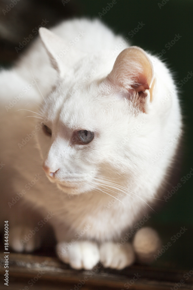 Gato blanco sentado